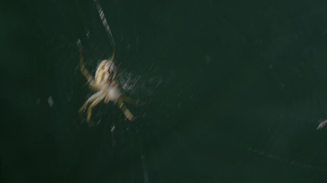 Spider eating whitefly on web Title