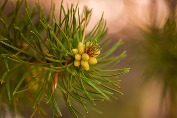 close up of growing pine cones