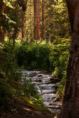 Stream Flowing Through Lush Greenery at Eugenia Mine Trail in Rocky Mountain National Park, Colorado