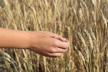 A boys hand gently holding a single head of ripe wheat in a golden field on a sunny day, symbolizing harvest and sustenance, concept of agriculture, food production, rural life