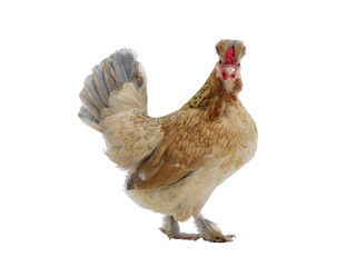 beige chicken isolated on white background