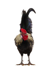 black and white rooster isolated on white background