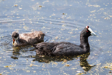 Red-knobbed Coot (Fulica cristata) with its chick in a nature reserve on the coast of Granada,...