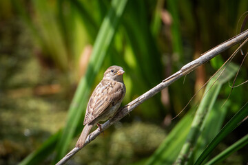 House sparrow (Passer domesticus) perched on a reed, side view with a greenish background.