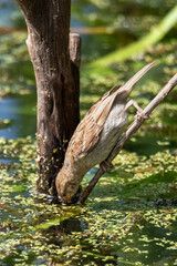 House sparrow (Passer domesticus) perched on a reed, leaning down to drink water from a pond.