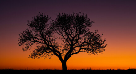 A solitary tree silhouetted against a fiery sunset, a symbol of resilience and enduring beauty in warm, vibrant hues.
