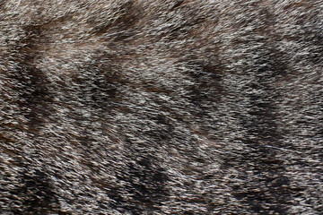 Tabby cat fur texture background. Pet hair backdrop.