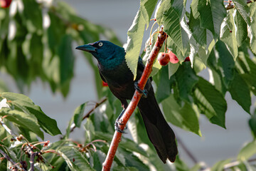 wild bird crow