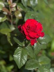 A Beautiful and Vibrant Red Rose in Full Bloom, Radiating Elegance, Beauty, and Charm