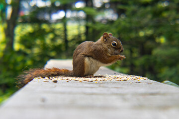 crown squirrel 