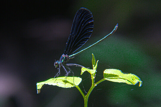 dragonfly closeup