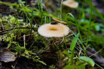 mushroom close up