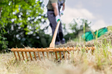 Gardener raking dried grass in a lush green yard during a sunny afternoon in early summer