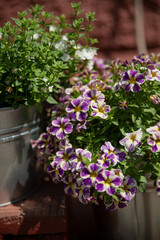 Purple white flowers in a pot outside on a sunny day