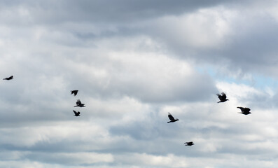 Obraz premium A flock of birds flying in the sky on a cloudy day
