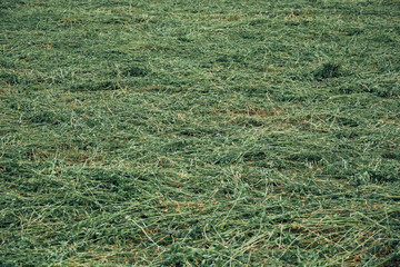 A field of grass is shown in a close up
