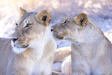 lioness in kgalagadi