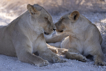 lion and lioness