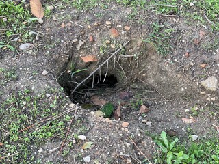 Rabbit holes, a burrow made by rabbit digging soil for their habitation