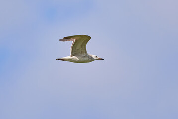 European herring gull in flight (Larus argentatus)