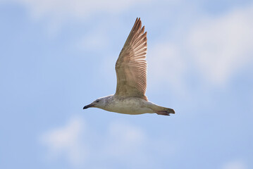 European herring gull in flight (Larus argentatus)