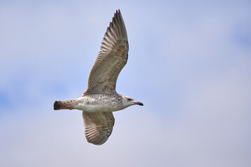 European herring gull in flight (Larus argentatus)