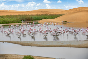 Flamingoes in Bird Paradise, Walvus Bay, Namibia