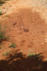 A close up view of Red Earth Texture Muddy Pavement After Rain 