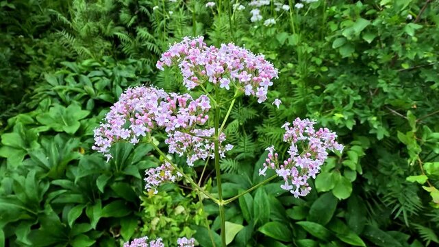Valeriana officinalis, inflorescence with pink flowers against the background of green foliage in the garden
