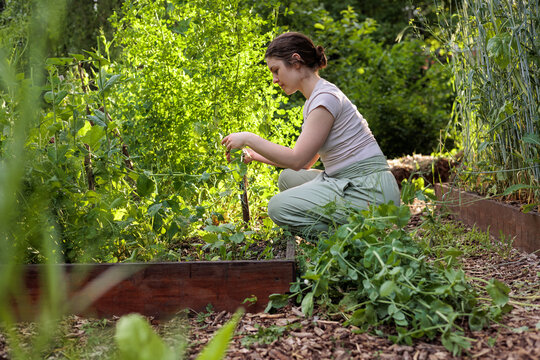Young woman tending organic vegetable garden, practicing mindful sustainable living. practicing self-care, stress relief and sustainable slow living outdoors. vegetables for fresh vegetarian meals