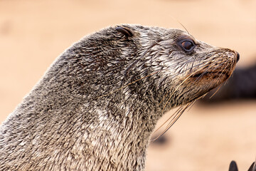 fur seal at cape cross, Namibia