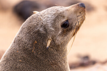 fur seal at cape cross, Namibia