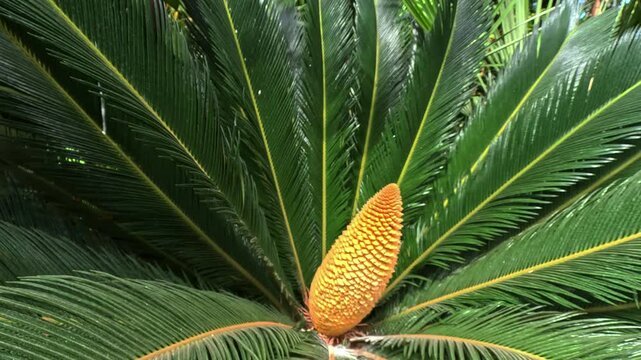 Strobilus of male cycad plant Cycas revoluta with yellow pollen in garden greenhouse