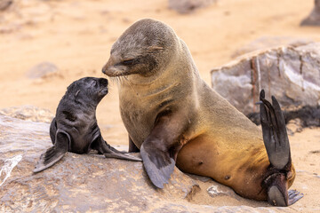 fur seal at cape cross, Namibia