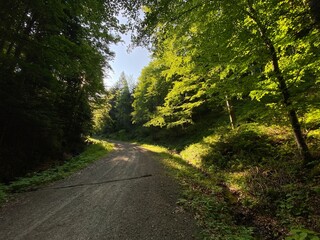 Wiosna, las, dużo zieleni, spokój, relax.