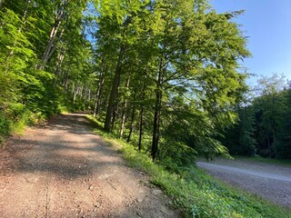 Wiosna, las, dużo zieleni, spokój, relax.