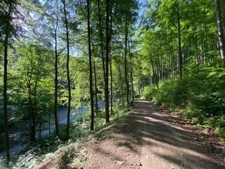 Wiosna, las, dużo zieleni, spokój, relax.