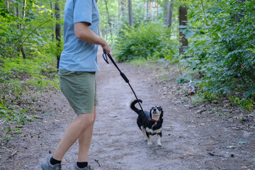 Man interacts with a small dog on a leash during a walk in a green forest area, standing on a dirt path.