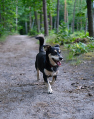 Energetic small dog runs on a forest path, surrounded by lush greenery and tall trees in natural light.