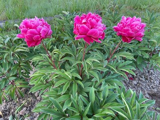 Piwonia, ładny kwiat, polska wieś. © Maciej G. Szling