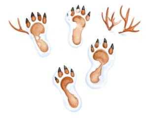 Reindeer footprints in snow, transparent background