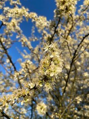 Biały kwiat jabłoni, polska wieś.