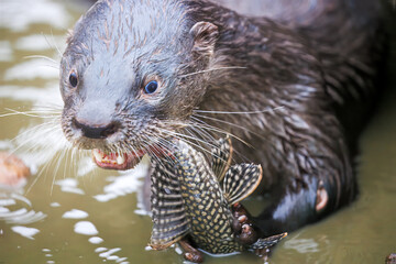 Otter in Pantanal, Brazil