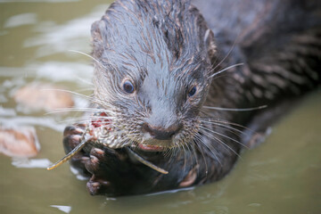 Otter in Pantanal, Brazil