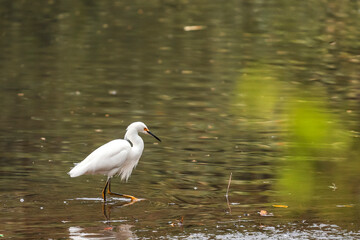 An elegant Snowy Egret with immaculate white plumage, black beak, and vibrant yellow feet, foraging...
