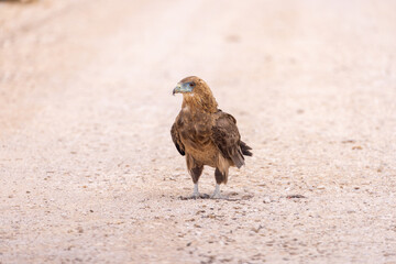 Young bateleur at kgalagadi transfrontier park