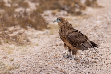 Young bateleur at kgalagadi transfrontier park