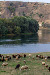 A flock of sheep grazes peacefully by a wide river, with steep, earthy hills and lush green trees forming a scenic backdrop. Captures rural life, livestock, and tranquil nature