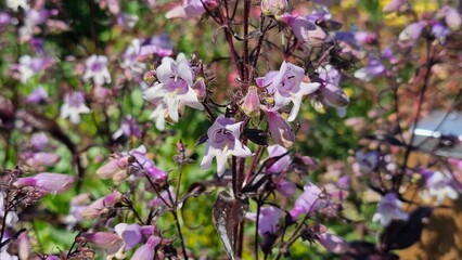 Sweden. Penstemon laevigatus, the eastern smooth beardtongue, is a plant in the plantain family, Plantaginaceae. 