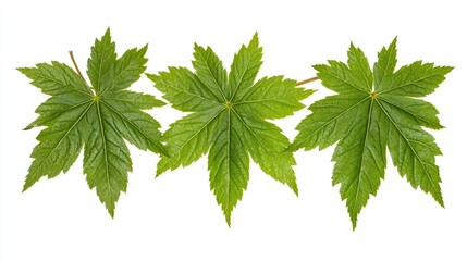 Three vibrant green leaves against a white background.
